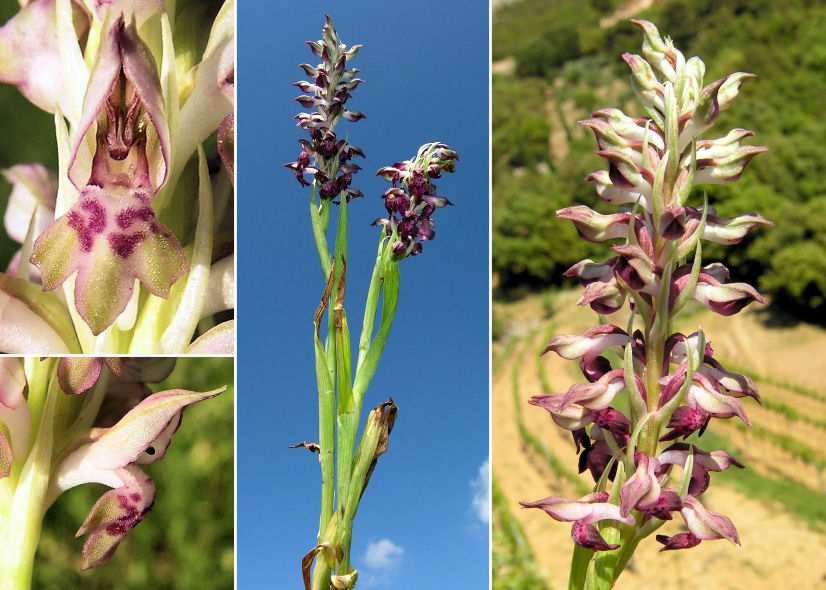 dei lobi laterali Orchis mascula (L.) L. subsp.