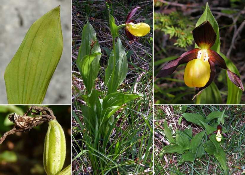 Lobi del labello diritti Orchis italica Poir.