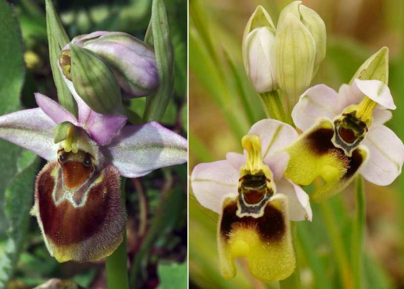 fascia marginale gialla, apicolo grosso ed eretto 46 42 43 Ophrys bombyliflora