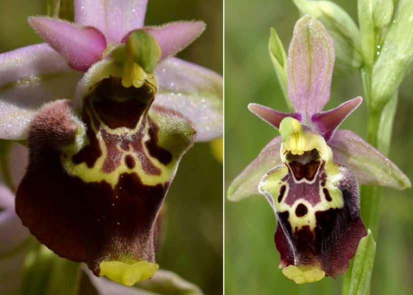 cm) Ophrys lacaitae Lojac.