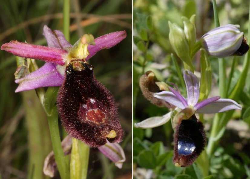 macchia grande Ophrys gracilis (Büel, O.Danesch & E.