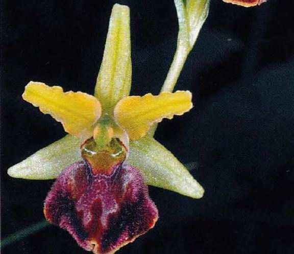 Tepali interni stretti, lunghi oltre metà di quelli esterni (4-8 mm) Ophrys