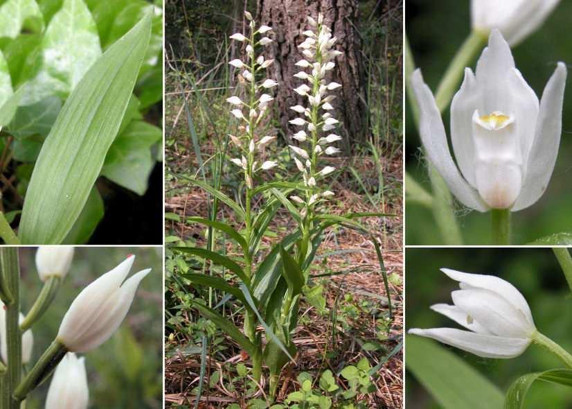 Infiorescenza di solito con più di 15 fiori Foglie 3-5,