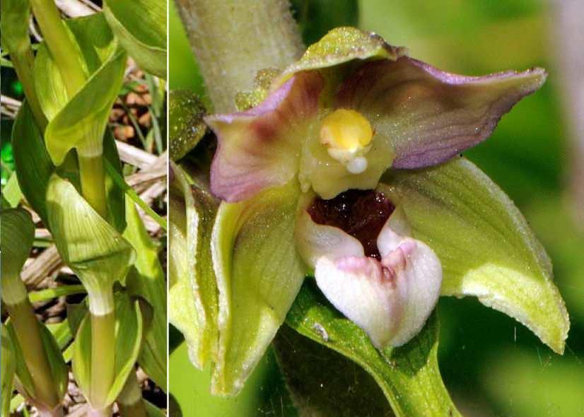 scuro, da patenti a ricadenti, a base ristretta e bordi diritti Epipactis helleborine (L.