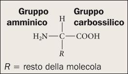Una proteina è un polimero formato da una sequenza di amminoacidi Gli amminoacidi sono essenzialmente composti da: un atomo di carbonio centrale; un gruppo amminico (-NH2); un gruppo carbossilico
