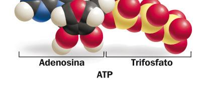 L ATP è il trasportatore di energia delle cellule L ATP (adenosin-trifosfato) è un nucleotide composto da tre