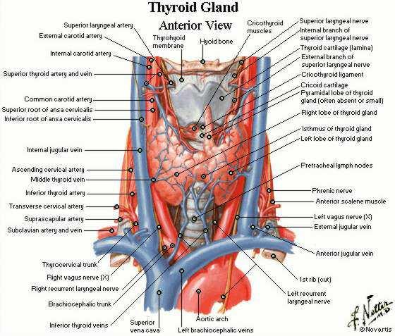 stretta proiezione di tessuto tiroideo che parte dall istmo e giace sulla cartilagine tiroidea.
