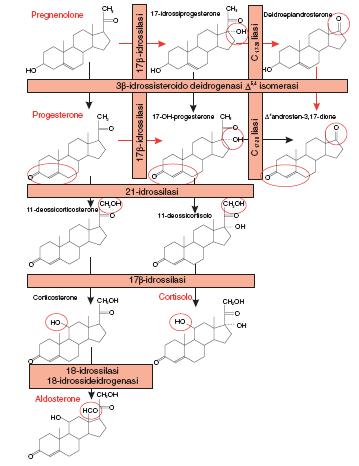 Corteccia surrenale Derivano tutti dal colesterolo Numero e tipo