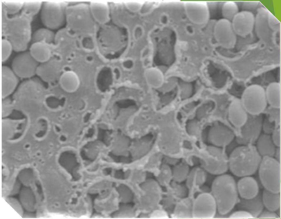 tudio della Biodiversità di Saccharomyces erevisiae reazione di ceppi aploidi flor ndividuazione di geni che