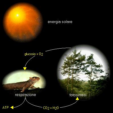 CICLO DEL CARBONIO (ciclo misto) Litosfera Atmosfera Idrosfera Biosfera capacità 3*10 16 t