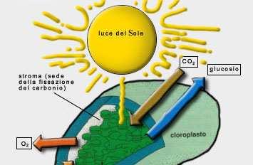 Fotosintesi Molta CO 2 dell atmosfera viene consumata ad opera degli organismi autotrofi