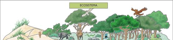 ECOSISTEMA: unità ecologica fondamentale, formata da una