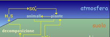 CICLO DELLO ZOLFO Zona anaerobica predomina lo zolfo in forma ridotta a solfuro.