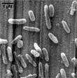 Lo zolfo può essere ossidato a solfato da alcuni batteri (Thiobacillus), mentre