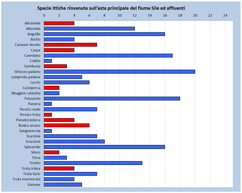 Sommando gli esiti delle indagini effettuate nelle 12 stazioni sul fiume Sile e quelle effettuate nelle 13 stazioni sui suoi affluenti è stata rilevata la presenza totale di 31 specie ittiche, di cui