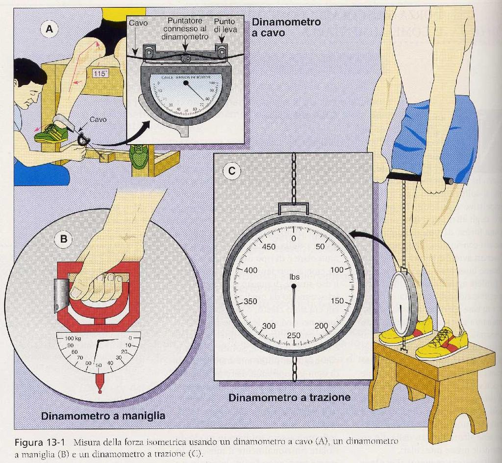 Dinamometri a trazione e a pressione.