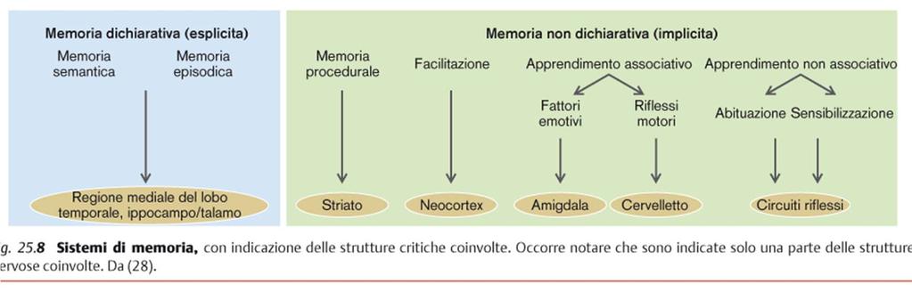 Funzioni integrate del SNC: Apprendimento e memoria Dichiarativa: memoria delle esperienze apprese come fatti ed eventi.