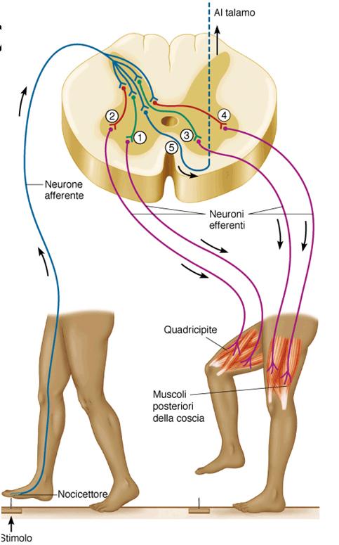 Non contattano direttamente I motoneuroni spinali (corno ventrale) Via