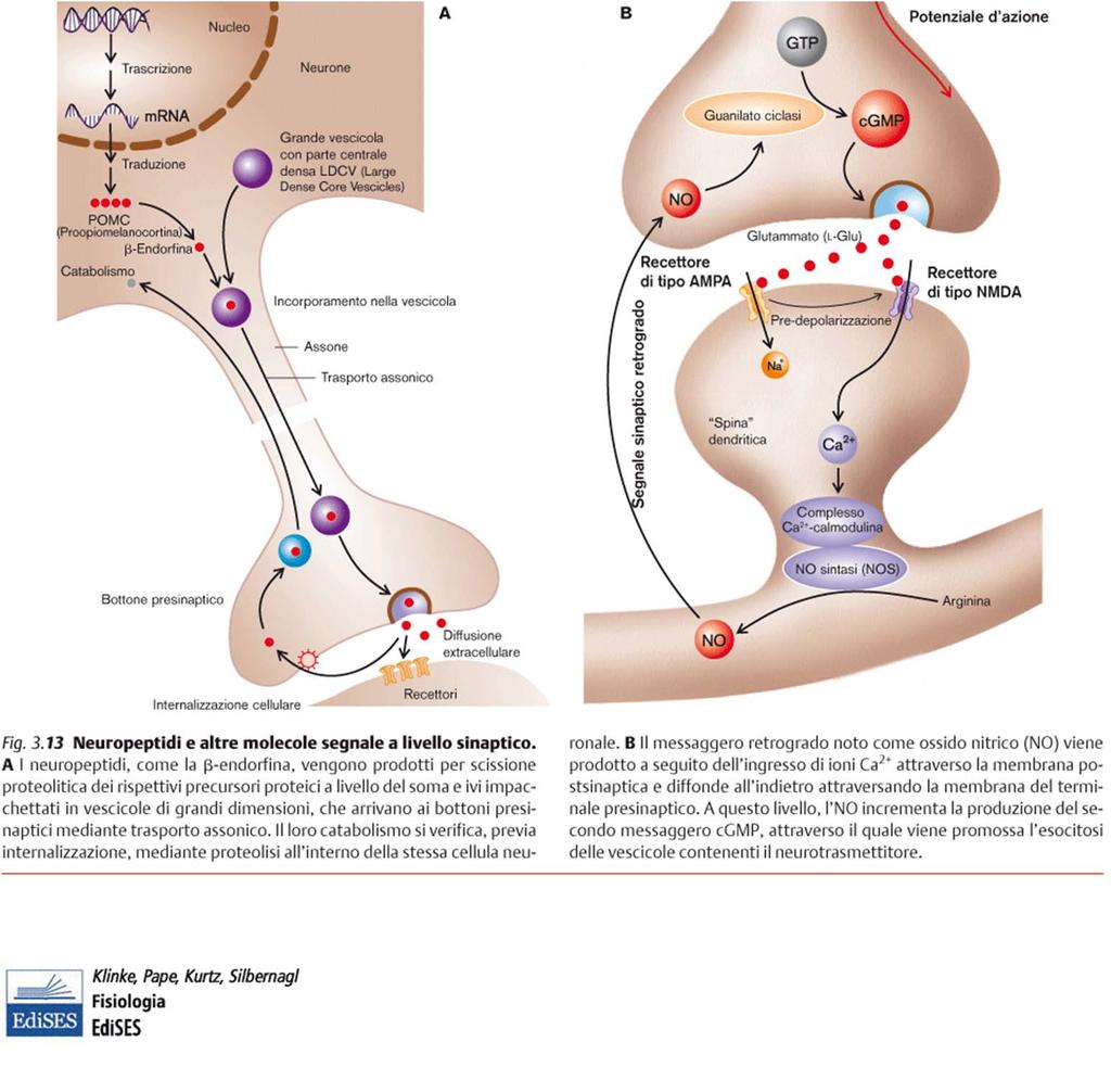 Oltre i neurotrasmettirori