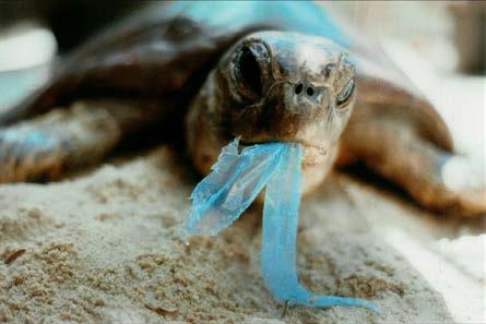 plastica per ogni tre tonnellate di pesci nell oceano