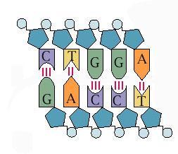 5 3 Le molecole dell ereditarietà L informazione ereditaria di tutti gli organismi viventi, con l eccezione di alcuni virus, è