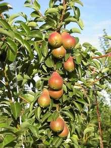 CARMEN La cultivar è caratterizzata da precoce entrata in fruttificazione e costante produttività.
