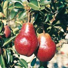 Il frutto presenta la buccia è colore rosso, che sfuma nei toni del verde, ma in condizioni favorevoli diventa completamente color rubino ed ha la forma più o meno