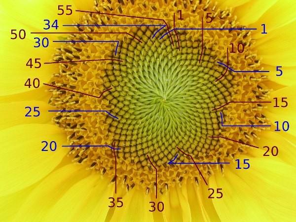 Se analizziamo il numero di spirali che compongono il fiore di Girasole possiamo contare 34 spirali in