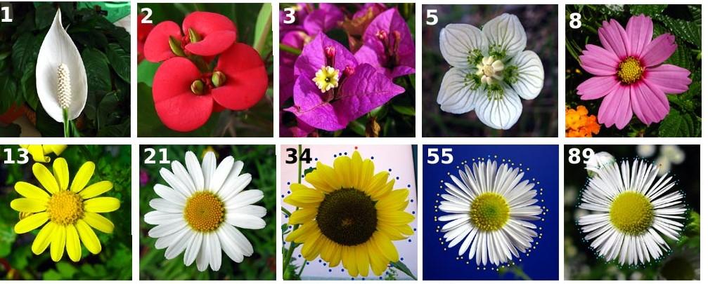 La matematica nei petali dei fiori Fibonacci nei numeri di petali dei fiori Nel regno vegetale spesso si ritrova la sequenza numerica di Fibonacci Come per il fiore di Girasole anche nella geometria