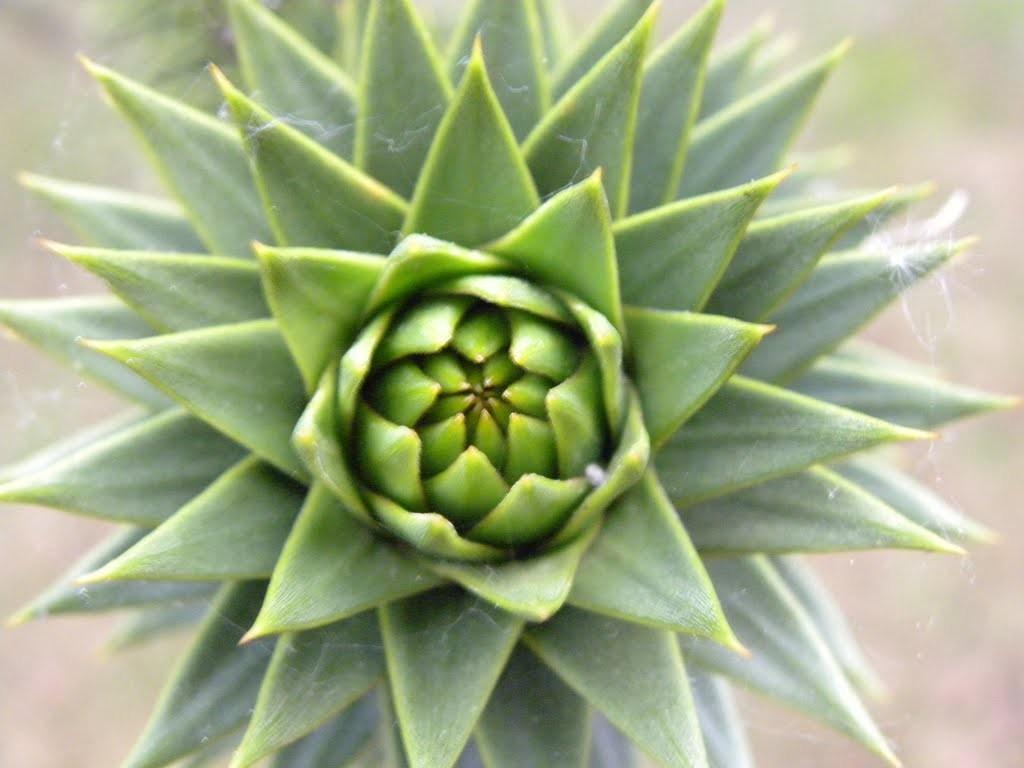Fibonacci Il fiore del