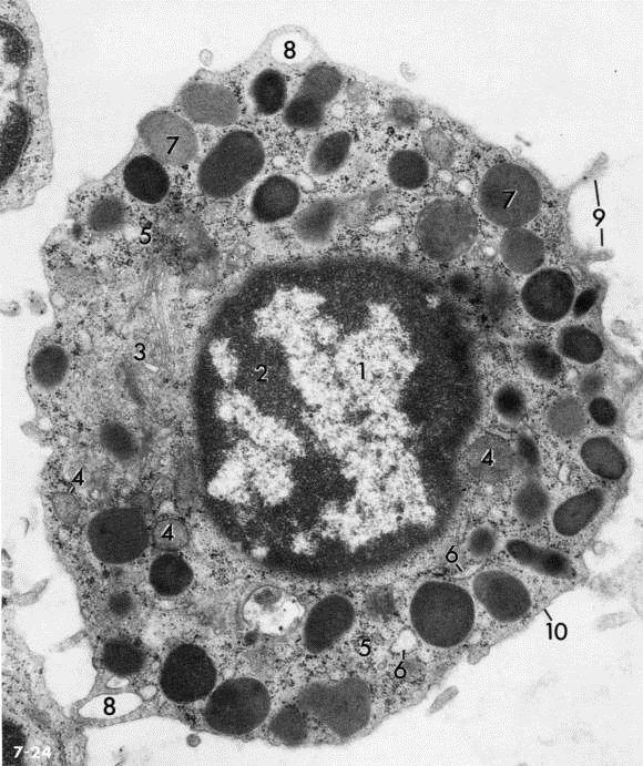 mastocito 1. eucromatina 2. eterocromatina 3. Golgi 4. mitocondri 5. ribosomi 6. RER 7.