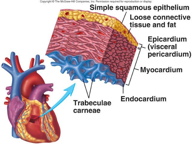 Il tessuto muscolare cardiaco Il tessuto muscolare cardiaco Epitelio squamoso semplice