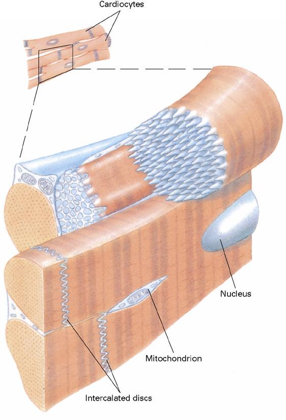 Struttura cellulare Ramificazioni delle fibre muscolari sarcomero T.
