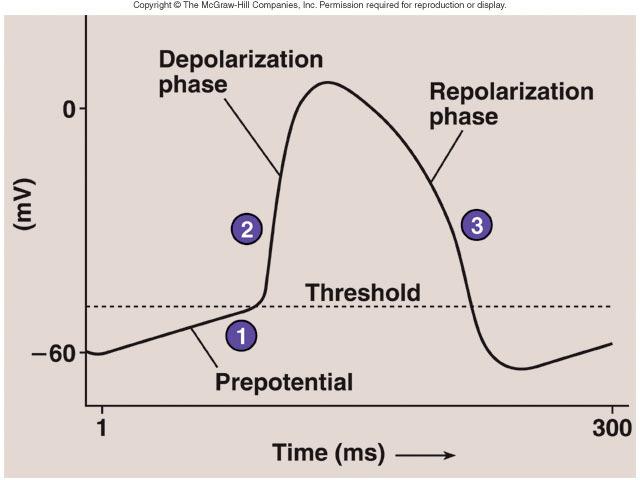 Le cellule Pacemaker Le cellule Pacemaker Sono cellule che si trovano in precise aree del miocardio e sono caratterizzate dal non possedere un potenziale di riposo stabile 1.