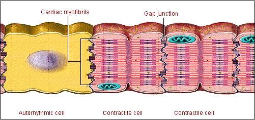 Cellule del ritmo e cellule contrattili Cellule del ritmo e cellule contrattili
