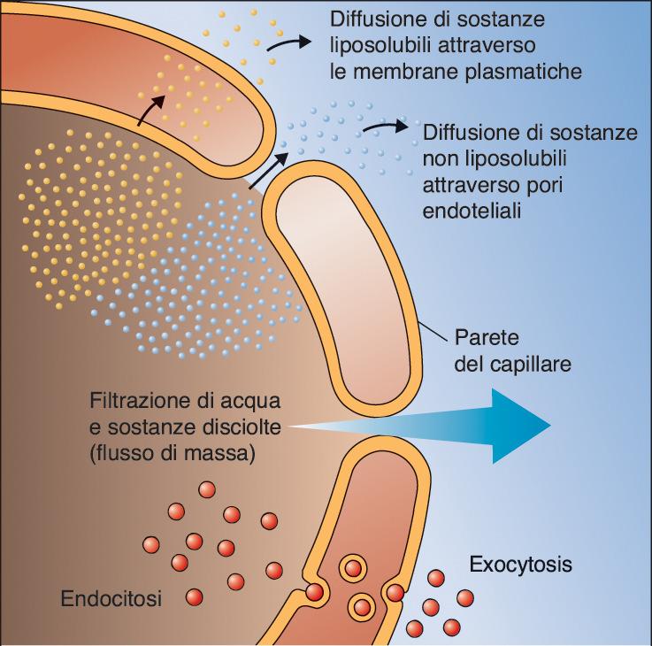 scambio  