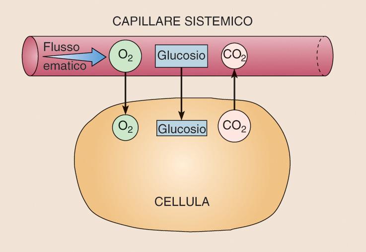 Il passaggio tra cellule e capillari