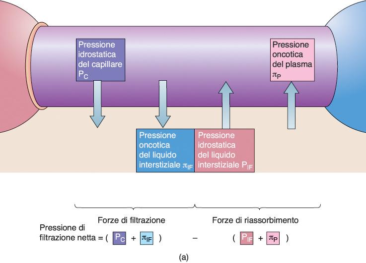 Filtrazione e riassorbimento: ipotesi di Starling P c