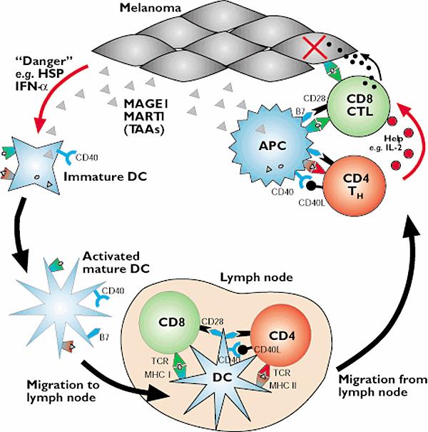 ADAPTATIVE ANTITUMOR IMMUNOSURVEILLANCE A fresh look at tumor