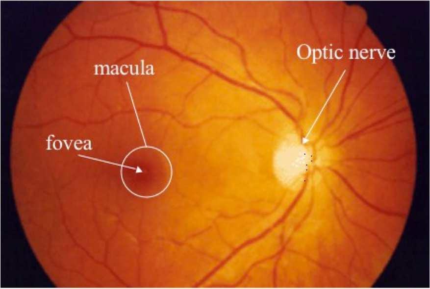 1.2 Fisiologia oculare La distribuzione dei coni e dei bastoncelli varia sulla retina, in particolare è amplificata nella zona della macula e ampliamente ridotta nella zona della fovea.