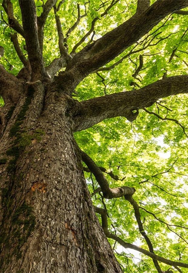 Sistema informativo: struttura ad albero Raccolta delle informazioni sulle Case della Salute: