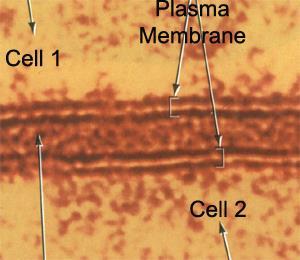 Membrana plasmatica struttura trilaminare Ha in realtà una struttura trilaminare che appare come un