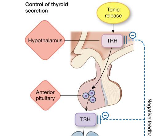 Ormoni tiroidei Asse tiroide-prostata (peptidi TRH-simili): - inducono la sintesi di TSH ed espressione del TSHr - azione regolatoria su crescita