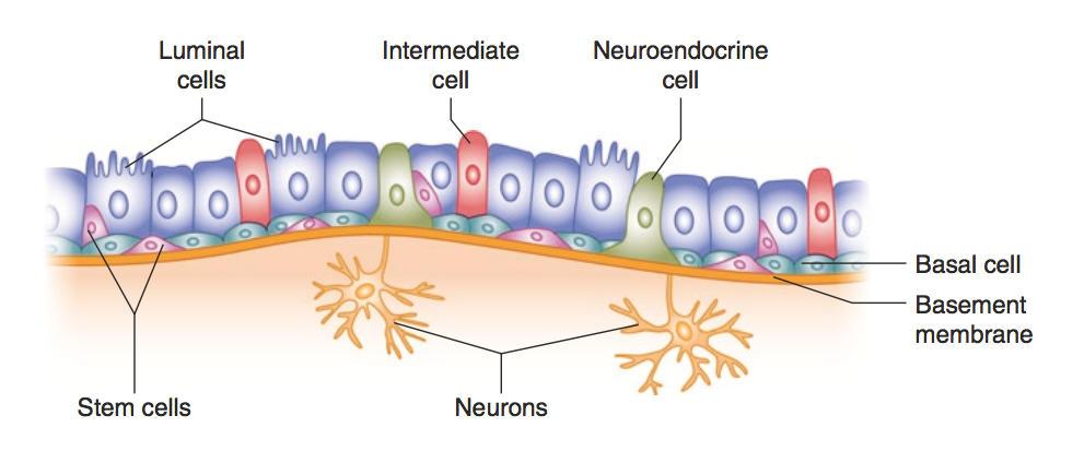 Istologia e struttura Cellule Secretorie: produzione proteine liquido prostatico. AR + Cellule Basali: separano stroma dall epitelio.