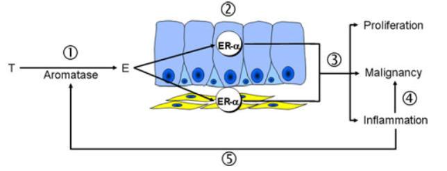 Estrogeni Cellule STROMALI Cellule