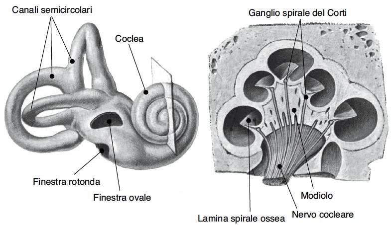 L orecchio
