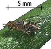 Ent omol ogi a dell i nsett o Dimensione media adulto MOSCA (Bactrocera oleae) La mosca delle olive Bactrocera oleae risulta essere l insetto più dannoso per la coltura in tutto il bacino