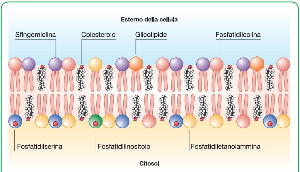 Diversità all interno della