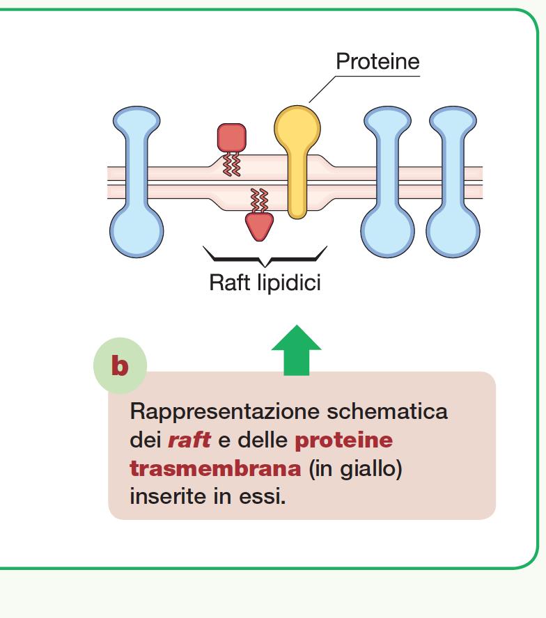 Mosaici Fluido non vuol dire distribuzione omogenea: Raft lipidici (zattere lipidiche) Zone specializzate della membrana