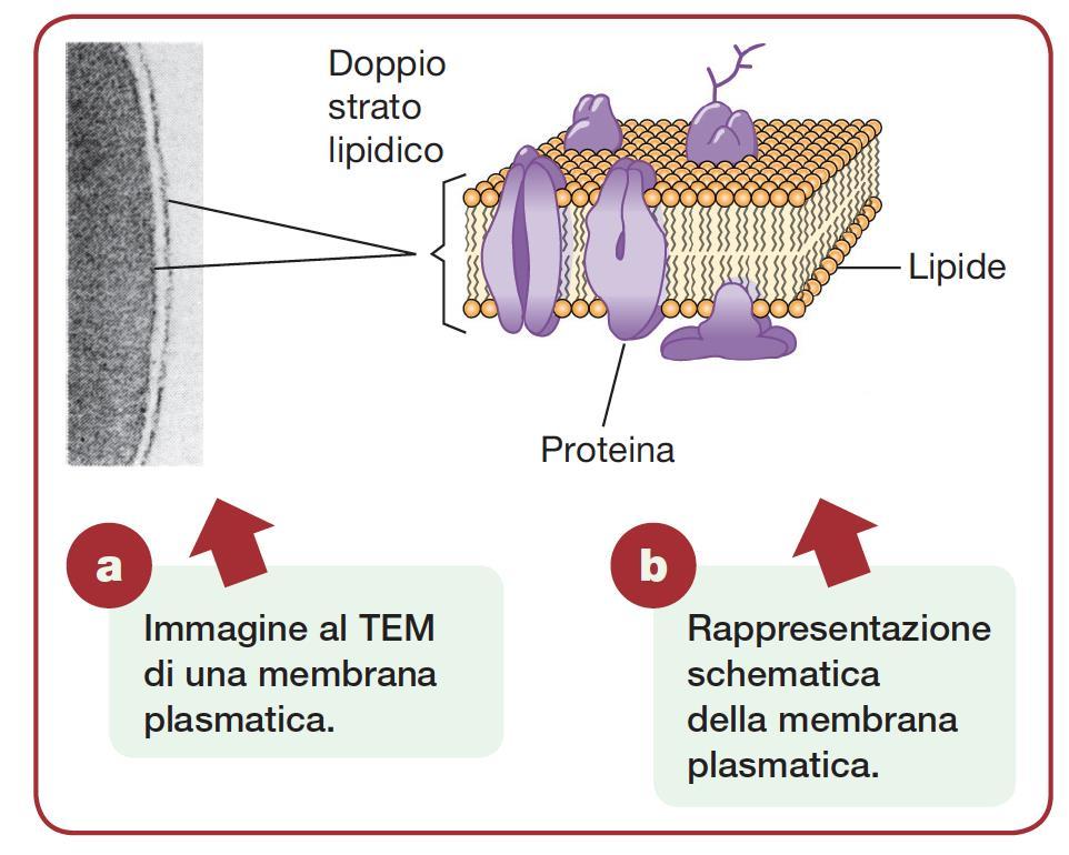 Membrane Biologiche Costituite da lipidi e proteine (ambedue possono essere legati a carboidrati)